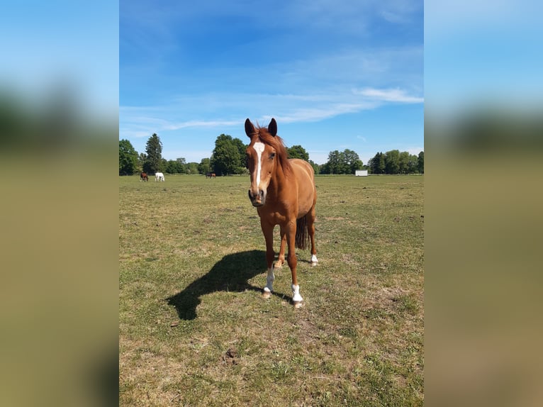 Trakehner Gelding 11 years 16,1 hh Chestnut-Red in G&#xFC;tersloh