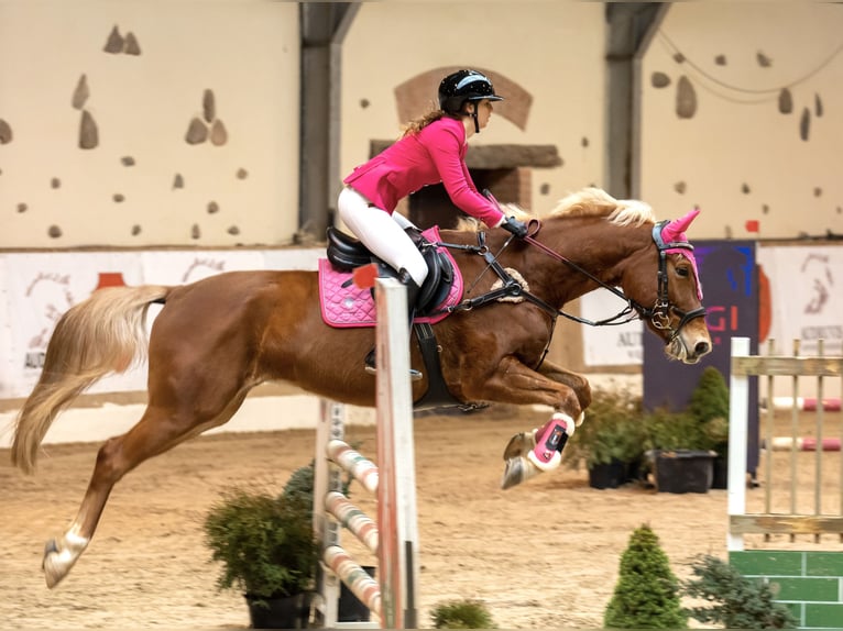 Trakehner Mix Gelding 11 years 16,1 hh Chestnut in Grobina
