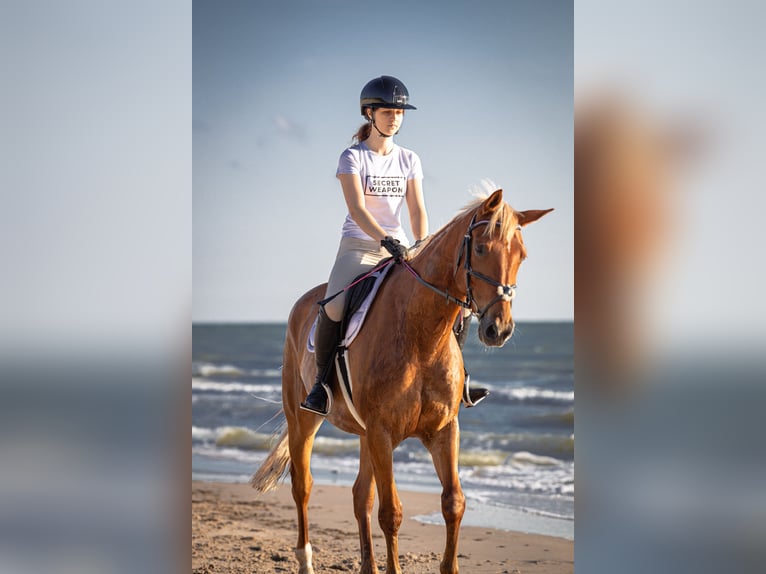 Trakehner Mix Gelding 11 years 16,1 hh Chestnut in Grobina