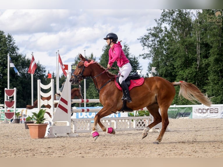 Trakehner Mix Gelding 11 years 16,1 hh Chestnut in Grobina