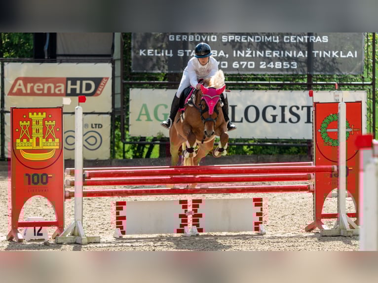 Trakehner Mix Gelding 11 years 16,1 hh Chestnut in Grobina