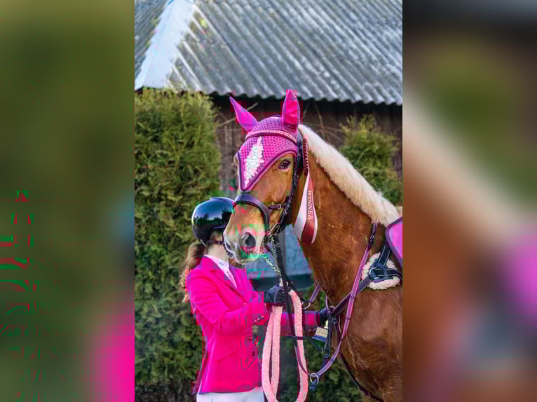 Trakehner Mix Gelding 11 years 16,1 hh Chestnut in Grobina