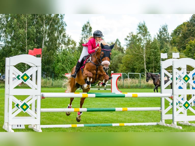 Trakehner Mix Gelding 11 years 16,1 hh Chestnut in Grobina