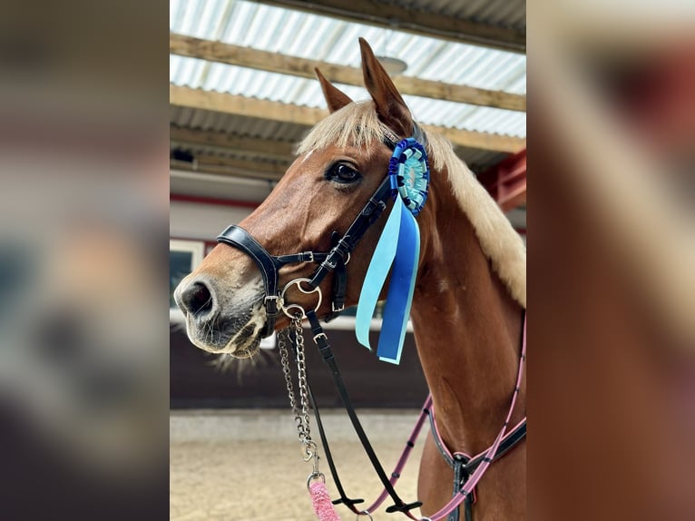 Trakehner Mix Gelding 11 years 16,1 hh Chestnut in Grobina
