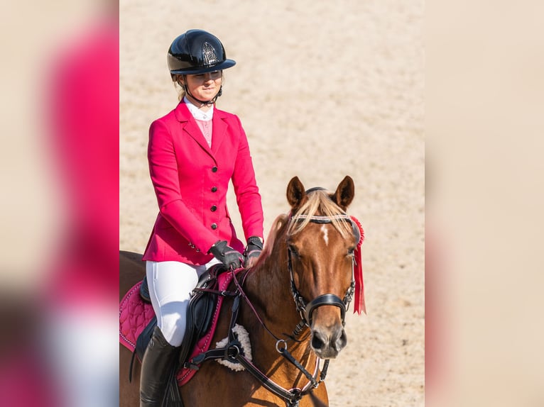 Trakehner Mix Gelding 11 years 16,1 hh Chestnut in Grobina