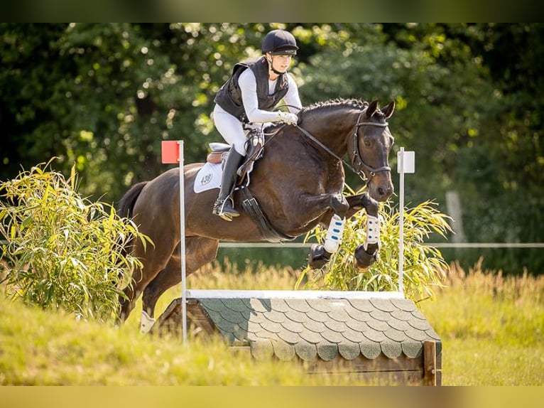 Trakehner Gelding 11 years 16,1 hh Smoky-Black in Egestorf