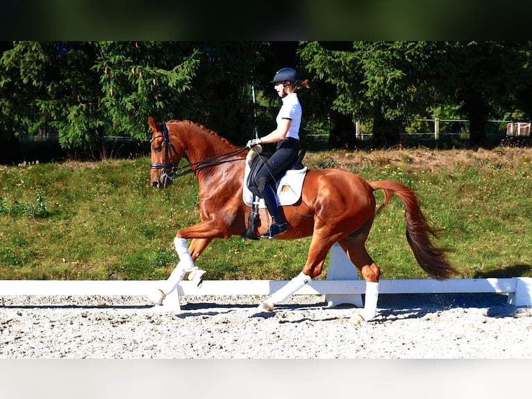 Trakehner Gelding 11 years 16,2 hh Chestnut-Red in Freiensteinau