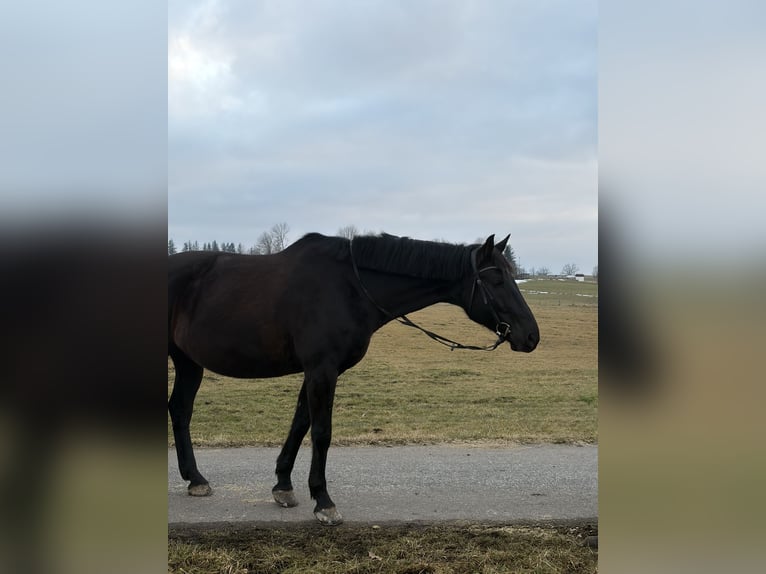 Trakehner Gelding 11 years 17 hh Black in Obersöchering