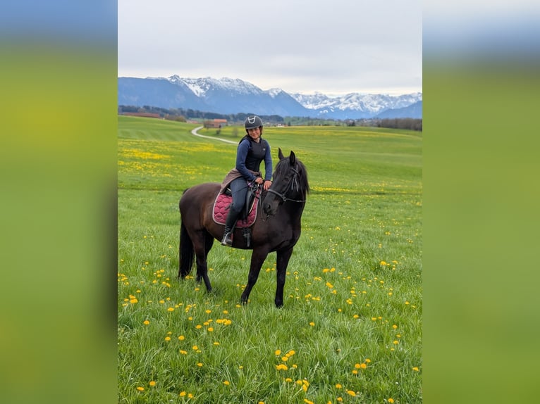Trakehner Gelding 11 years 17 hh Black in Obersöchering