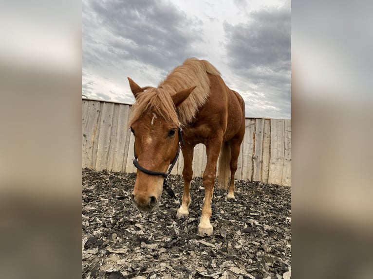 Trakehner Mix Gelding 12 years 12,1 hh Chestnut-Red in Göppingen