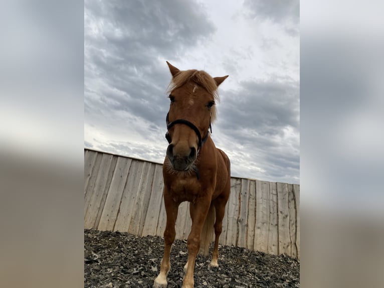 Trakehner Mix Gelding 12 years 12,1 hh Chestnut-Red in Göppingen