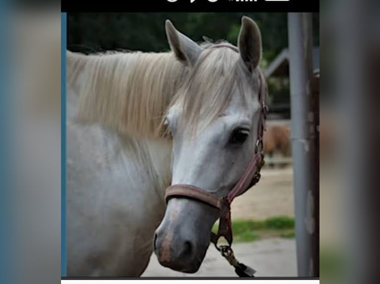 Trakehner Gelding 12 years 15.2 hh Grey in Norderstedt