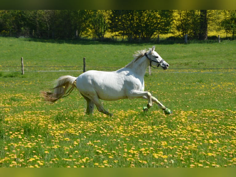 Trakehner Gelding 12 years 15.2 hh Grey in Norderstedt
