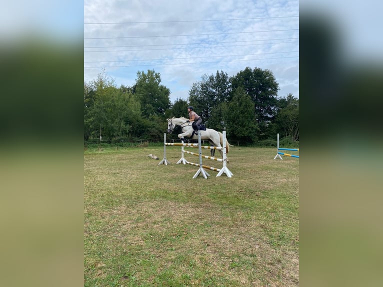Trakehner Gelding 12 years 15,2 hh Grey in Norderstedt