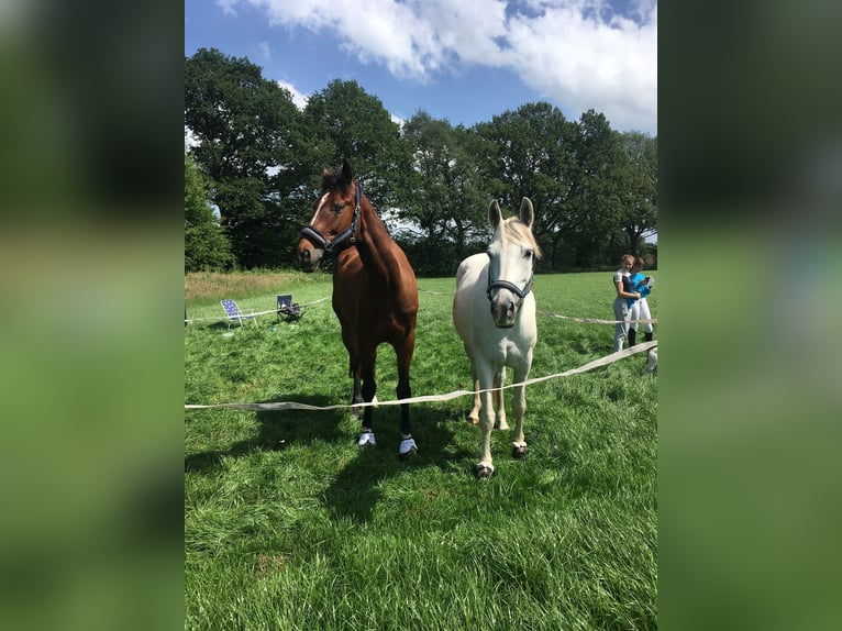 Trakehner Gelding 12 years 15,2 hh Grey in Norderstedt