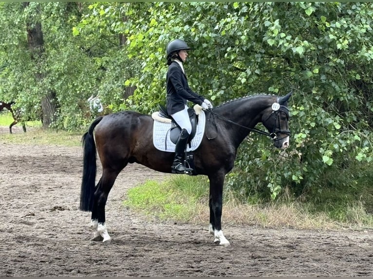 Trakehner Gelding 12 years 16,1 hh Bay-Dark in Kiel