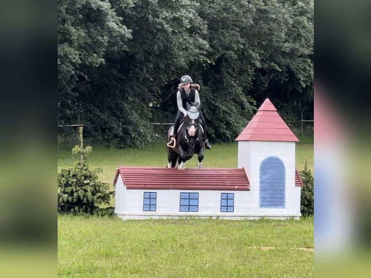 Trakehner Gelding 12 years 16,1 hh Bay-Dark in Kiel