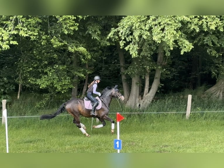 Trakehner Gelding 12 years 16,1 hh Bay-Dark in Kiel