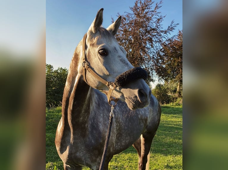 Trakehner Gelding 12 years 16.1 hh Grey in Rheinberg