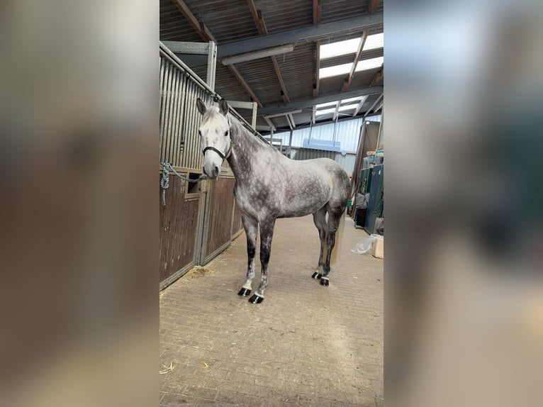 Trakehner Gelding 12 years 16.1 hh Grey in Rheinberg