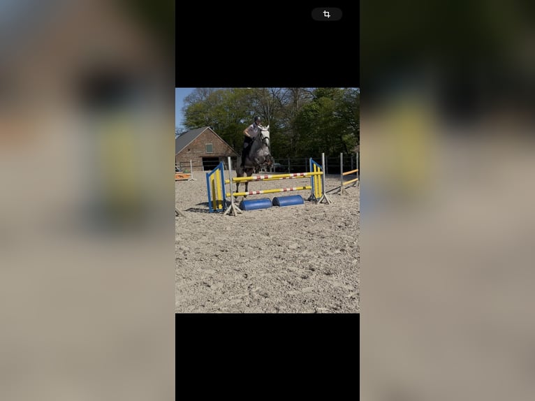 Trakehner Gelding 12 years 16.1 hh Grey in Rheinberg