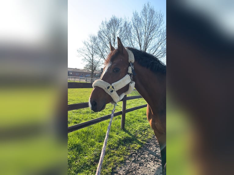 Trakehner Gelding 12 years 16,2 hh Brown in Hamburg