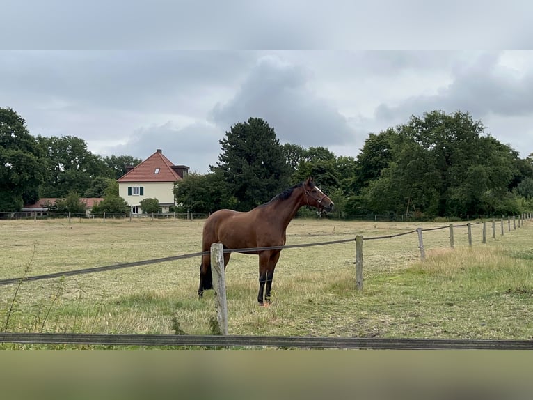 Trakehner Gelding 12 years 16,2 hh Brown in Hamburg