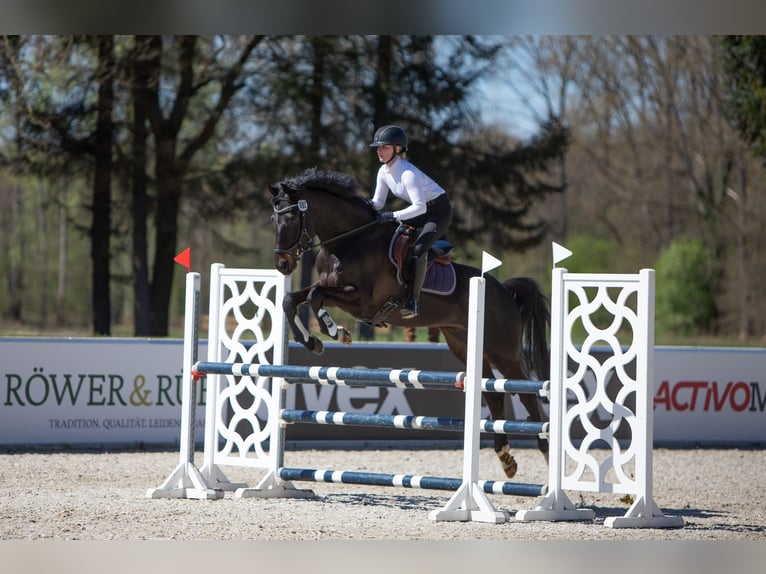 Trakehner Gelding 12 years 16,1 hh Smoky-Black in Egestorf