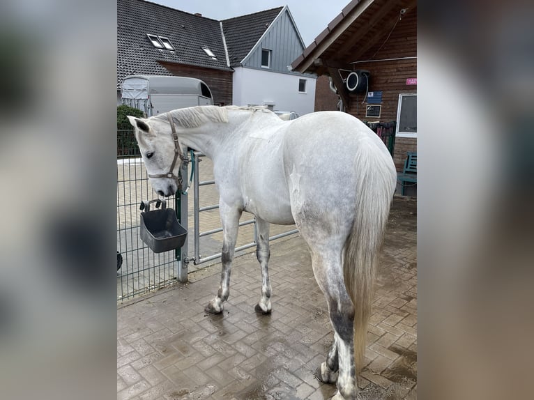 Trakehner Gelding 12 years 16,2 hh Grey in Hamm