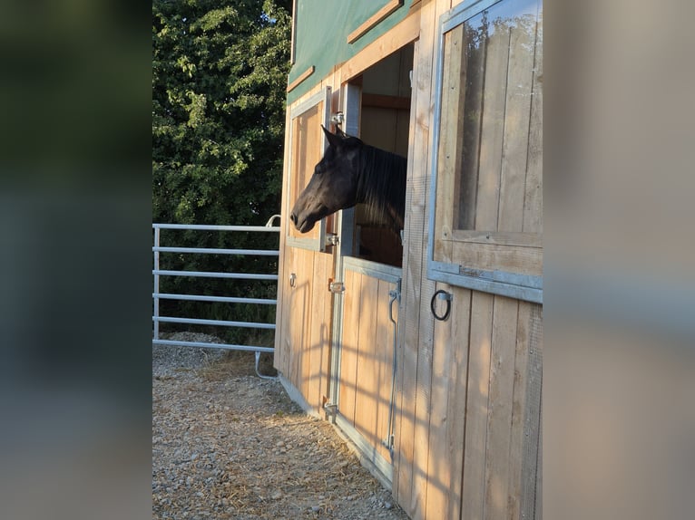 Trakehner Gelding 12 years 17.1 hh Black in Herbertingen