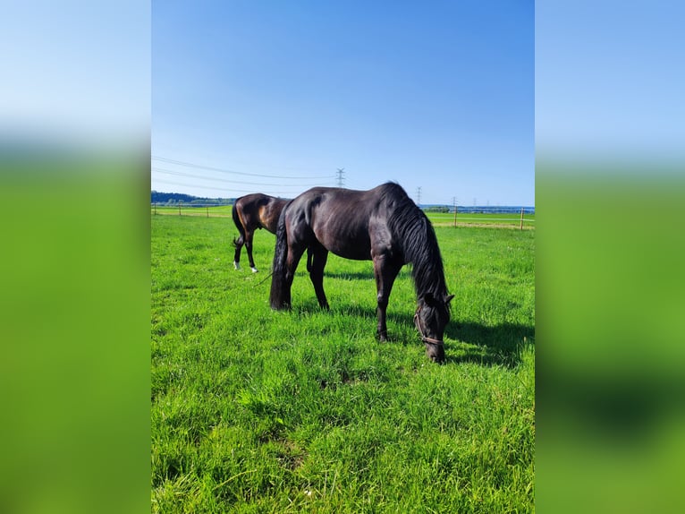 Trakehner Gelding 12 years 17.1 hh Black in Herbertingen