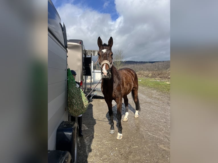 Trakehner Gelding 12 years 17 hh Brown in Hattersheim