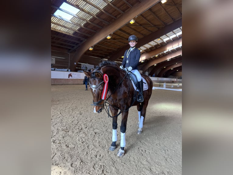 Trakehner Gelding 12 years 17 hh Brown in Hattersheim