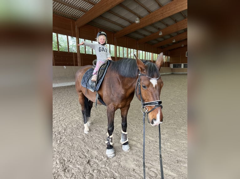 Trakehner Gelding 12 years 17 hh Brown in Hattersheim