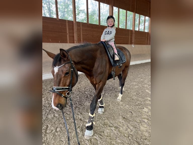 Trakehner Gelding 12 years 17 hh Brown in Hattersheim