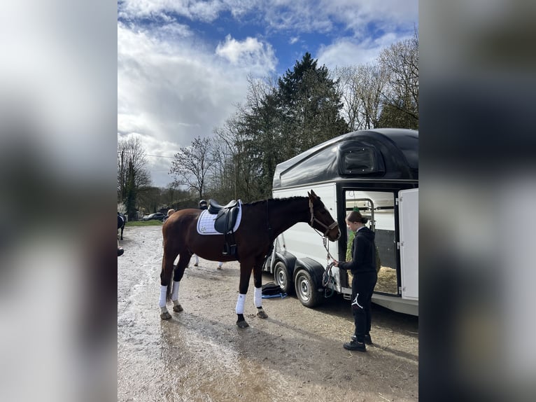 Trakehner Gelding 12 years 17 hh Brown in Hattersheim