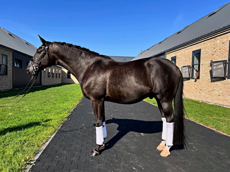 Trakehner Gelding 13 years 16,1 hh Black in Warszawa