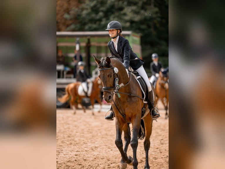 Trakehner Gelding 13 years 16.1 hh Brown in Viersen