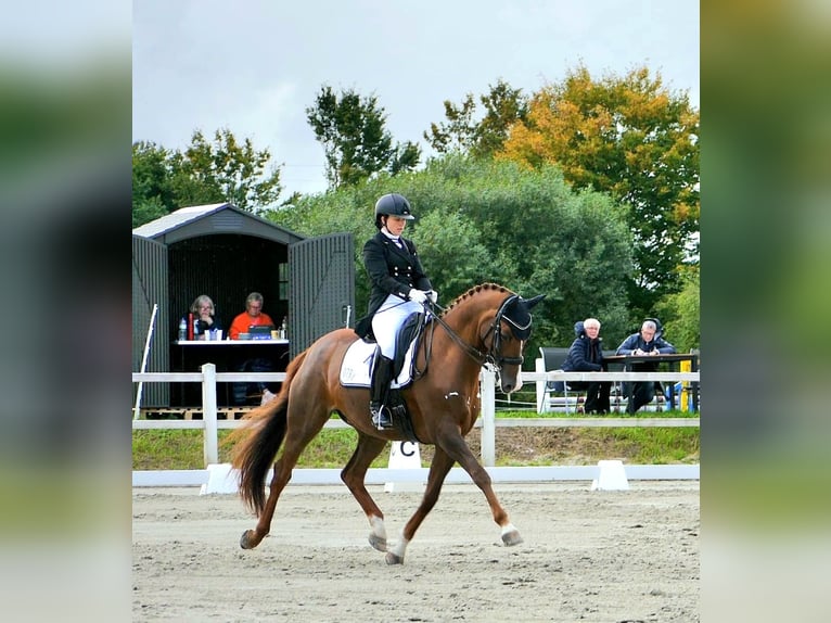 Trakehner, Gelding, 13 years, 16.1 hh, Chestnut-Red