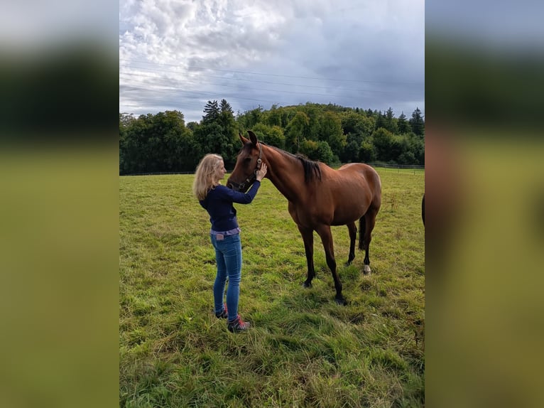 Trakehner Gelding 13 years 16 hh Brown in Sankt Johann