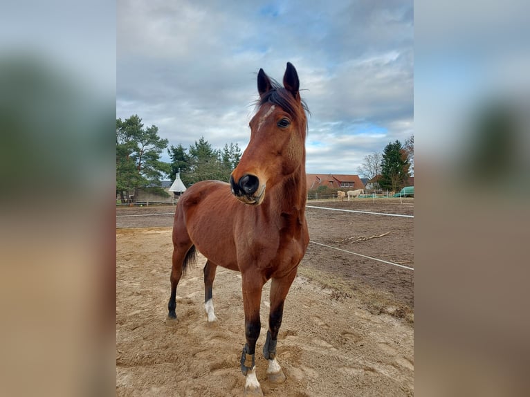 Trakehner Gelding 13 years 16,2 hh Brown in Z&#xFC;low
