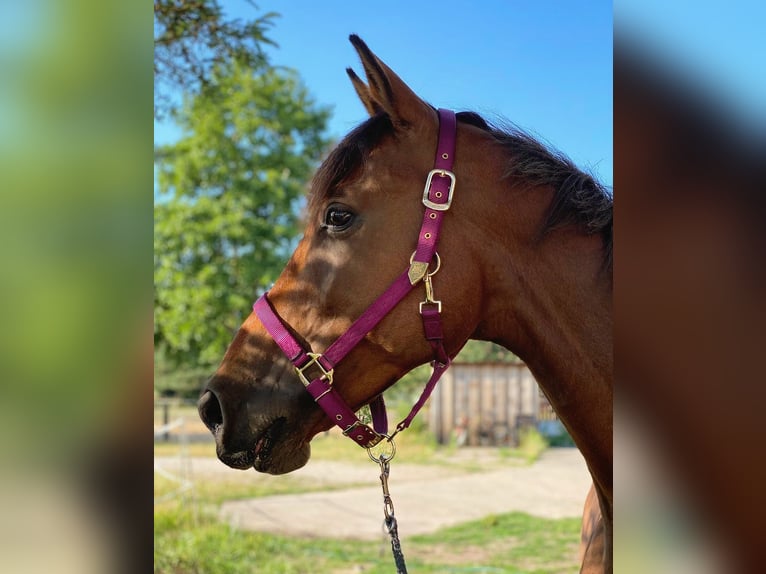 Trakehner Gelding 13 years 16,2 hh Brown in Z&#xFC;low