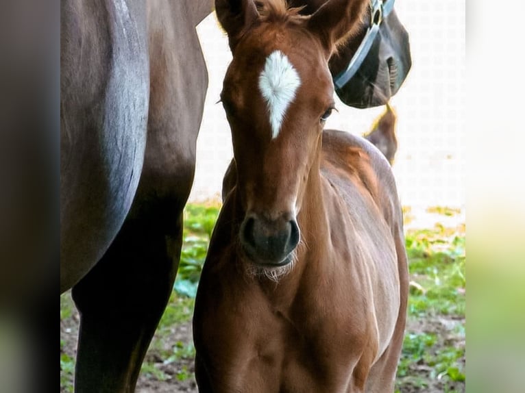 Trakehner Gelding 14 years 15,3 hh Chestnut-Red in Welzheim