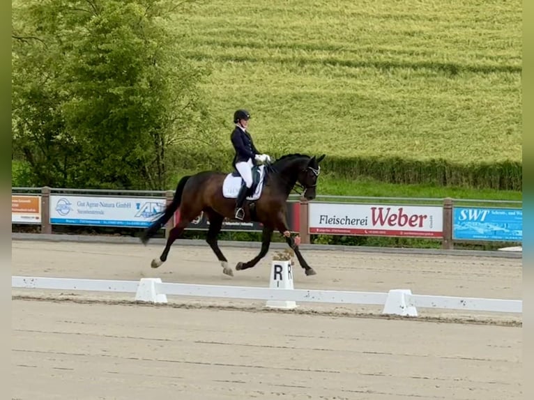 Trakehner Gelding 14 years 16.2 hh Black in Penig