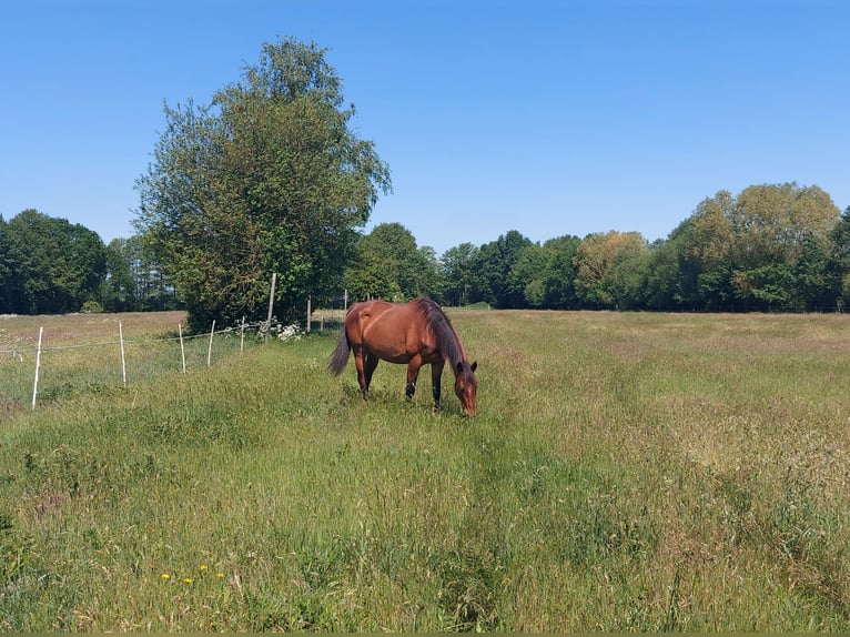 Trakehner Gelding 14 years 16.2 hh Brown in Zülow