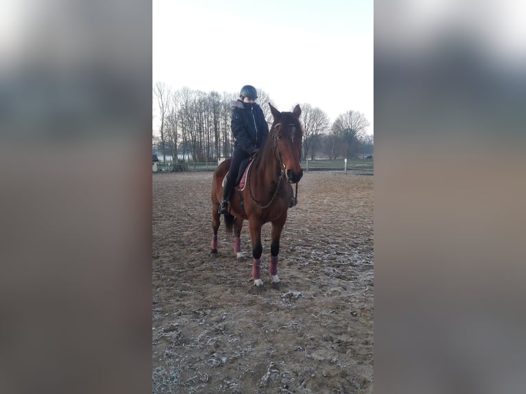 Trakehner Gelding 14 years 16.2 hh Brown in Zülow
