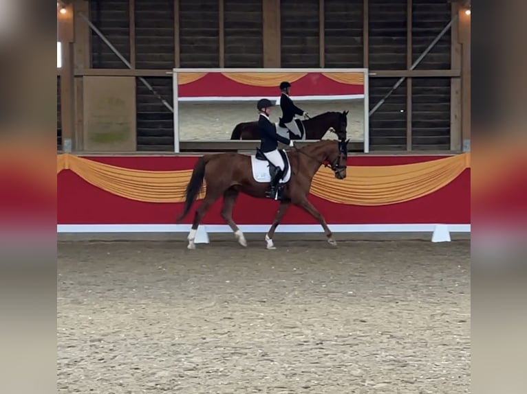 Trakehner Gelding 14 years 16.2 hh Chestnut-Red in Bad Dürrheim