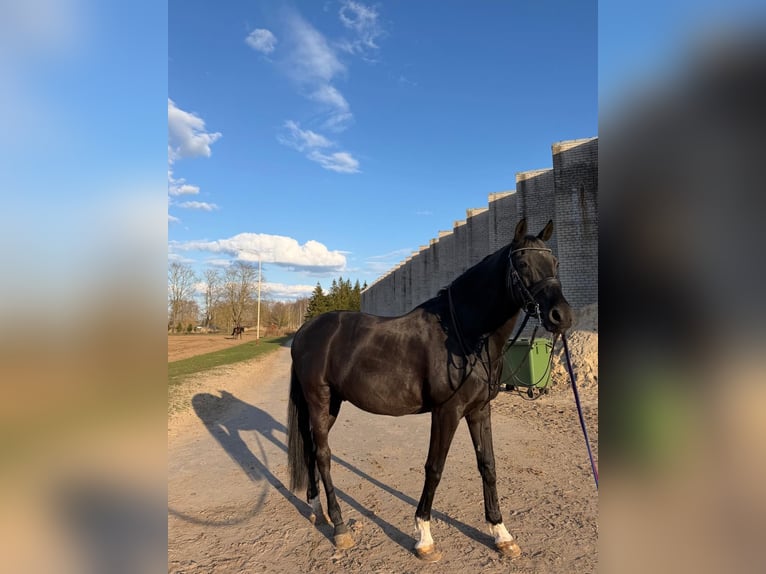 Trakehner Gelding 14 years 16 hh Black in Riga