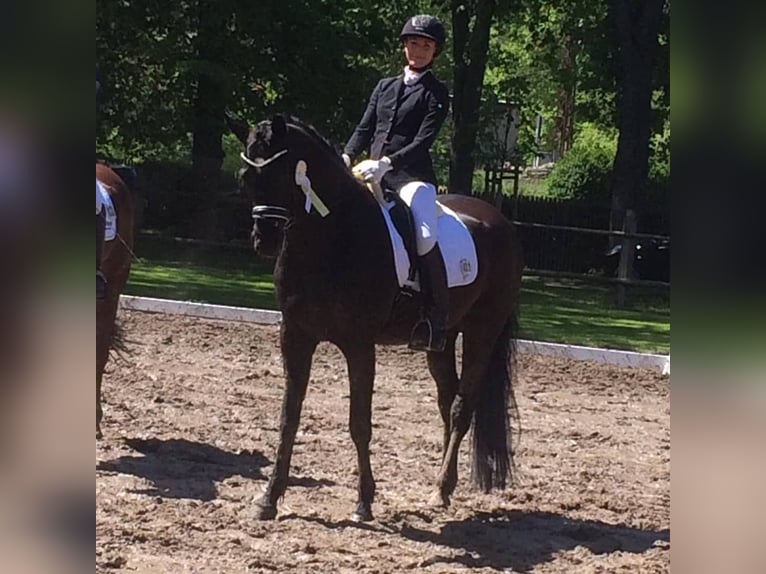Trakehner Gelding 14 years 16,2 hh Black in Penig