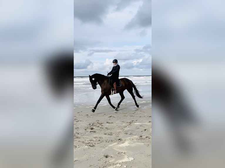 Trakehner Gelding 14 years 17.1 hh Bay-Dark in Emden